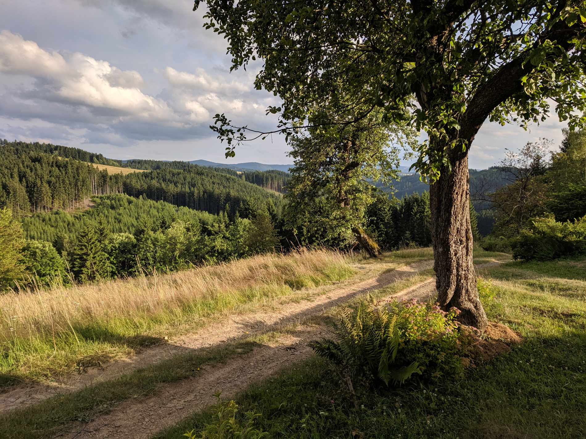 Okolí Karlovické včelnice